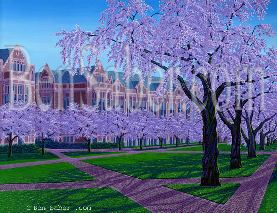 Cherry blossoms at the University of Washington Painting Picture
